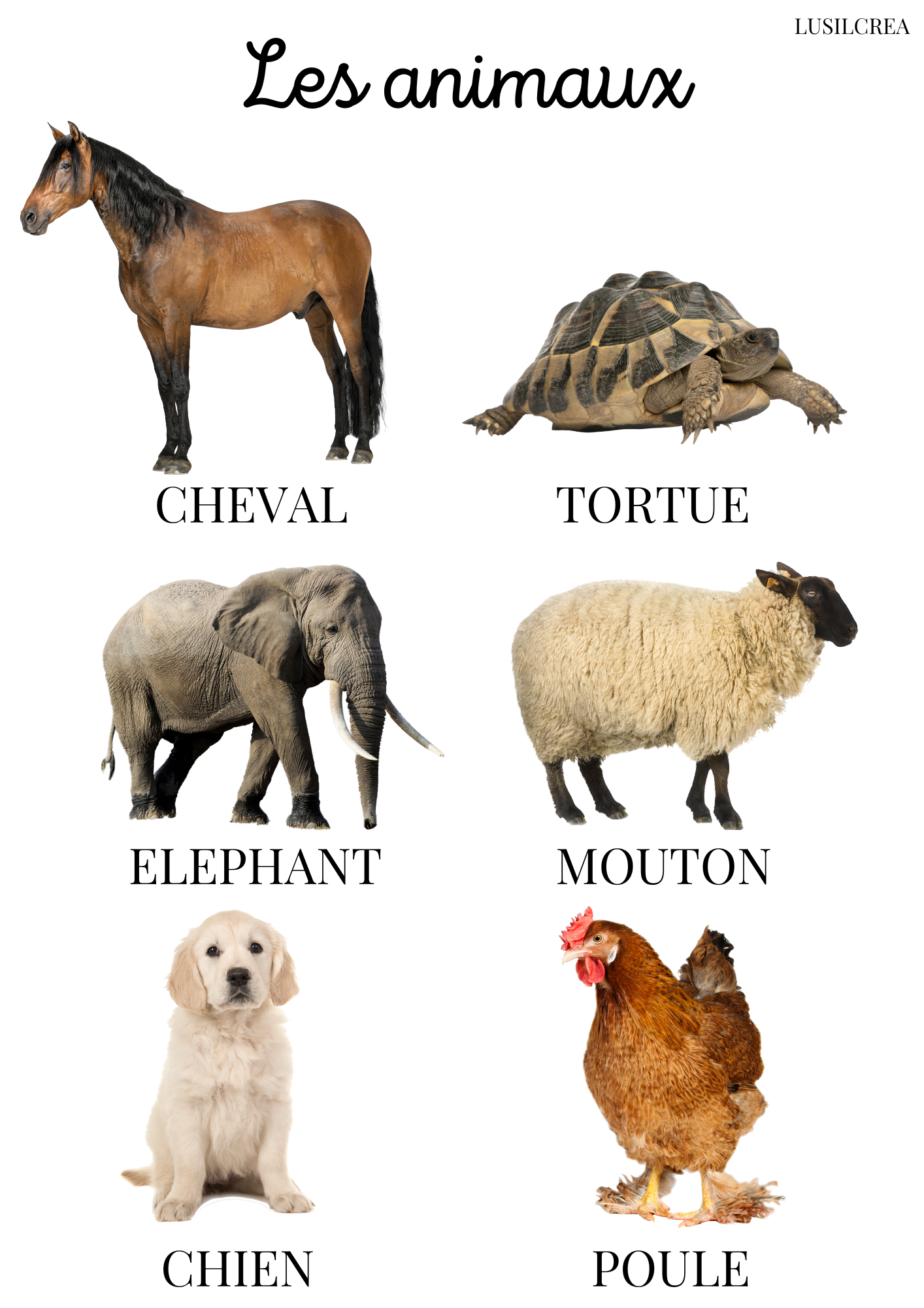 Les animaux - visuels réels