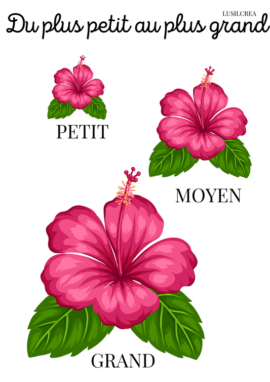 Du plus petit au plus grand - Fleurs