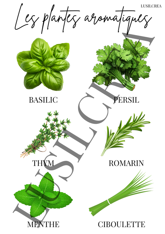 Les plantes aromatiques