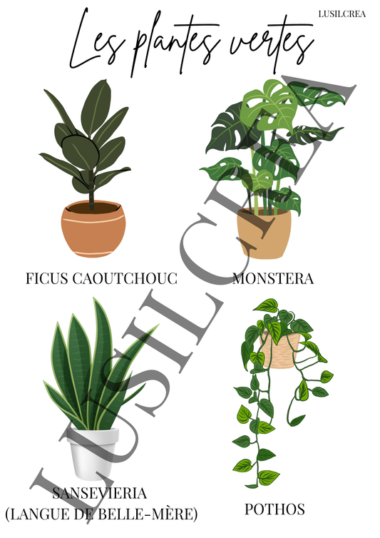 Les plantes vertes