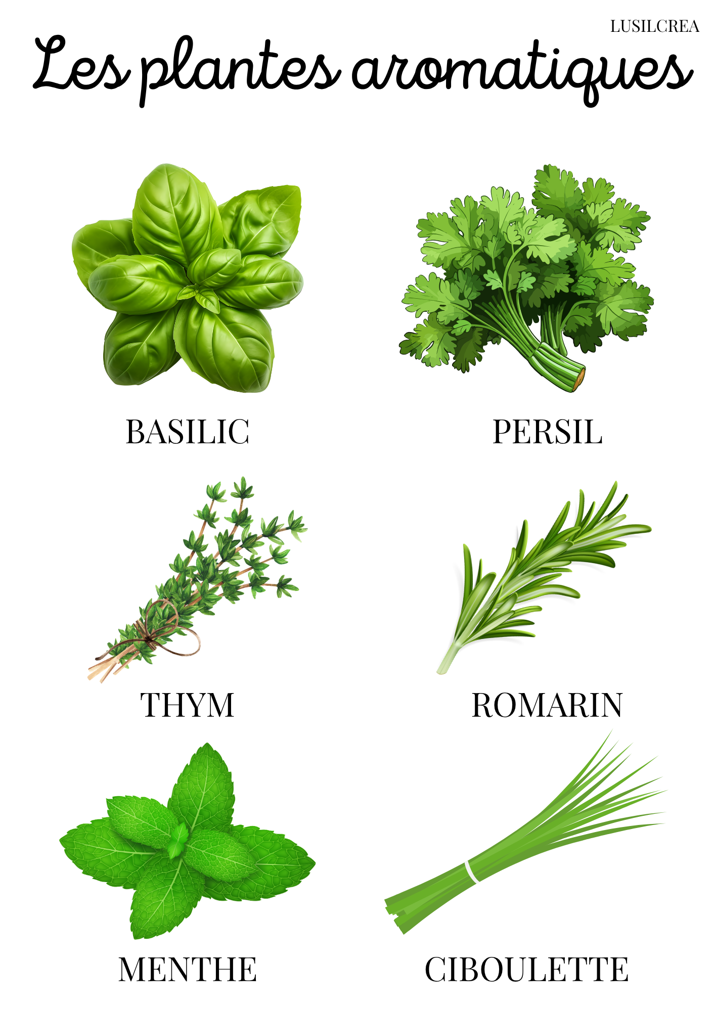 Les plantes aromatiques