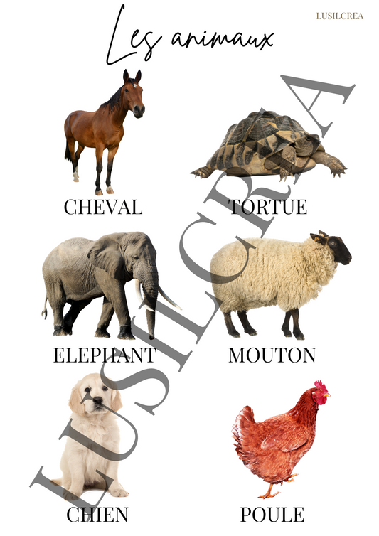 Les animaux - visuels réels