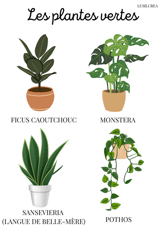 Les plantes vertes