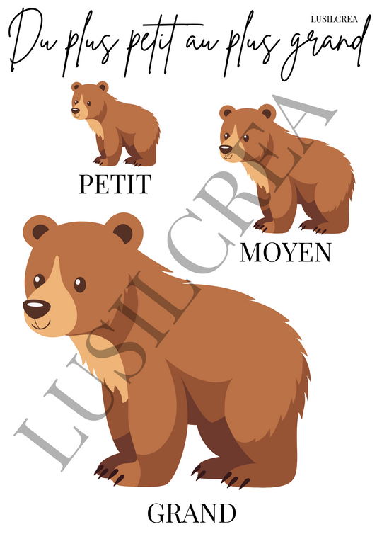Du plus petit au plus grand - Ours